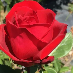 Just-WHPS-LUDmaperlP.webp Just WHPS Hybrid Tea Rose 5lt