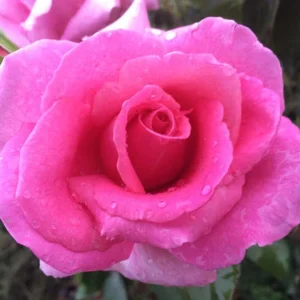 Kathleen-van-Rhyn.webp Kathleen van Rhyn Hybrid Tea Rose 5lt