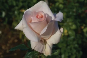 Kolbes-Diamond.webp Kolbe’s Diamond Hybrid Tea Rose 5lt