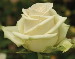 La-Perla-KORpenparo-–-HT.webp La Perla Hybrid Tea Rose 5lt