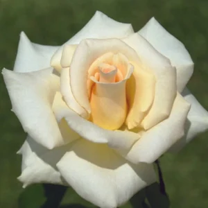 Leana.webp Leana Hybrid Tea Rose 5lt