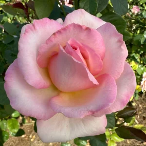 Leonore-Bremer-LUDpipoqueP.webp Leonore Bremer Hybrid Tea Rose 5lt