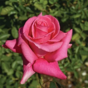 Lisa.webp Lisa Hybrid Tea Rose 5lt