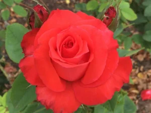 Maria Theresa Hybrid Tea Rose 5lt