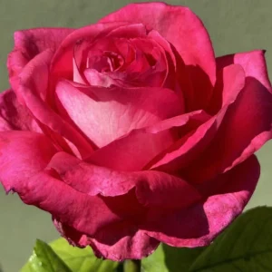 Nathiera-Kimber-KORgramopaf-P.webp Nathiera Kimber Hybrid Tea Rose 5lt