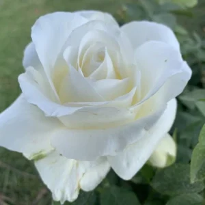 North-West-University.webp North-West University Hybrid Tea Rose 5lt