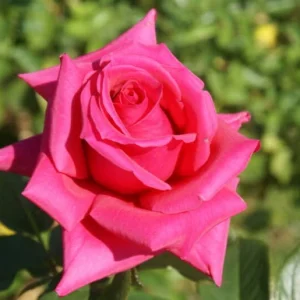 Patricia-Lewis.webp Patricia Lewis Hybrid Tea Rose 5lt