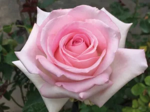 Peoples-Princess.webp People’s Princess Hybrid Tea Rose 5lt