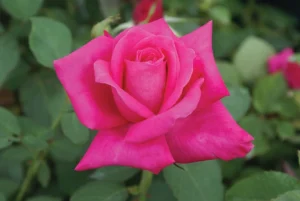 Peter Frankenfeld Hybrid Tea Rose 5lt