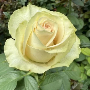 Phambili-DSG-KORcut-P.webp Phambili DSG! Hybrid Tea Rose 5lt