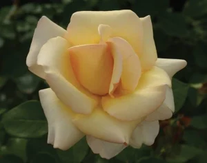 Rhona-Lya.webp Rhona Lya Hybrid Tea Rose 5lt