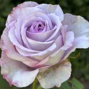 Roadhouse-Blue.webp Roadhouse Blues Hybrid Tea Rose 5lt