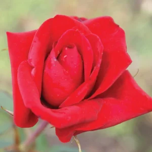 Rooi-Rose.webp Rooi Rose Hybrid Tea Rose 5lt