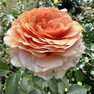 Rosa-Homeopathica.webp Rosa Homeopathica Hybrid Tea Rose 5lt