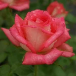 Sabine Bosman Hybrid Tea Rose 5lt