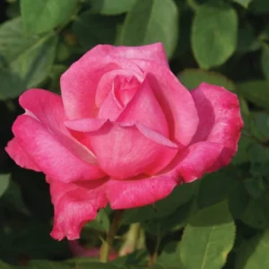Simply Samantha Hybrid Tea Rose 5lt