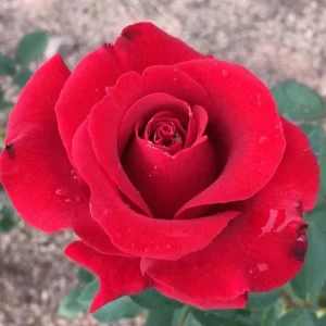 St. Mary’s School Hybrid Tea Rose 5lt