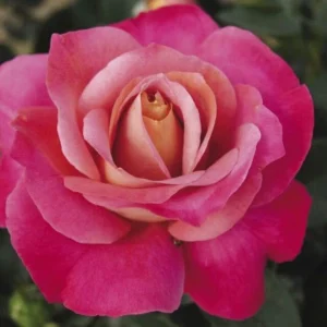 Surina Hybrid Tea Rose 5lt