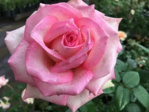 Table-Mountain.webp Table Mountain Hybrid Tea Rose 5lt