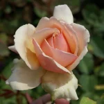 Tanned Beauty Hybrid Tea Rose 5lt