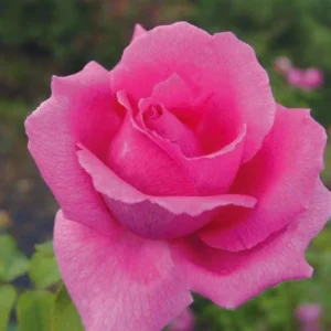 Thula.webp Thula Hybrid Tea Rose 5lt