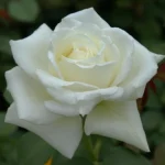 Tineke Hybrid Tea Rose 5lt