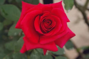 Vanessa.webp Vanessa Hybrid Tea Rose 5lt