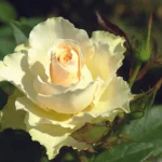 Vanilla Hybrid Tea Rose 5lt
