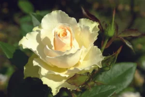 Vanilla.webp Vanilla Hybrid Tea Rose 5lt