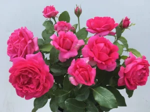 Verna-Holworthy.webp Verna Holworthy Hybrid Tea Rose 5lt