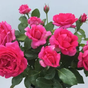 Verna Holworthy Hybrid Tea Rose 5lt