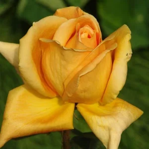 Vienna-Charm.webp Vienna Charm Hybrid Tea Rose 5lt