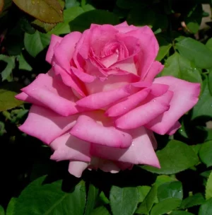Vrouefederasie-Roos.webp Vrouefederasie Roos Hybrid Tea Rose 5lt