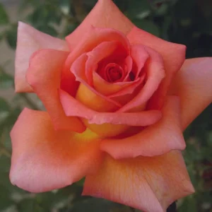 Wall-Street.webp Wall Street Hybrid Tea Rose 5lt