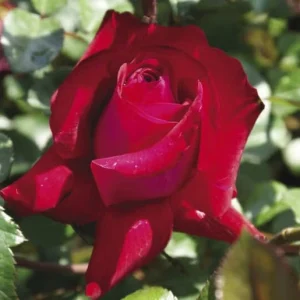 Wessie-Roos.webp Wessie Roos Hybrid Tea Rose 5lt