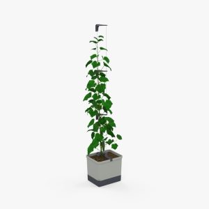 Curt Cucumber Planter
