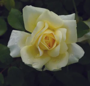 Winter-Sun.webp Winter Sun Hybrid Tea Rose 5lt