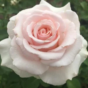 Zanta Hofmeyr Hybrid Tea Rose 5lt