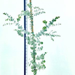 1000043910.jpg Eucalyptus Cinerea (Penny Gum Tree) 20lt