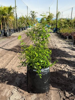 Halleria Lucida Tree 50lt