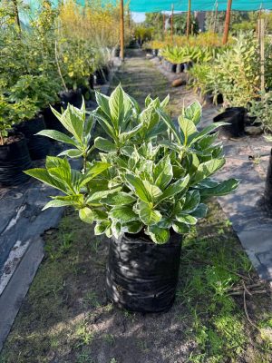 Hydrangea Macro. Variegated 10lt