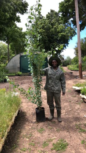 1000097065.jpg Populus Lombard 20lt