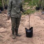 Caesalpinia Ferrea (Leopard Tree) 20lt