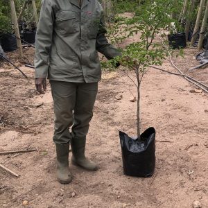 1000097097.jpg Caesalpinia Ferrea (Leopard Tree) 20lt