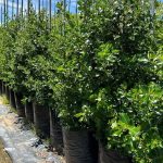 Escallonia 'Alba' White 40lt