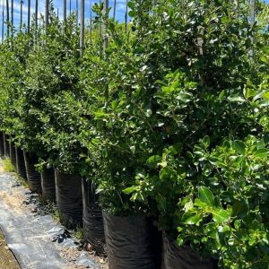 1000097711.jpg Escallonia 'Alba' White 40lt