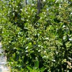 Escallonia 'Alba' White 40lt