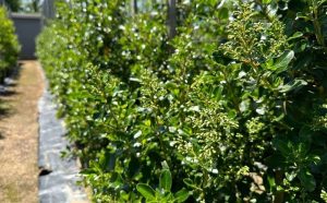 Escallonia 'Alba' White 40lt