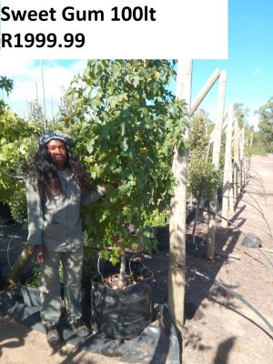 Liquidambar Styraciflua 100lt