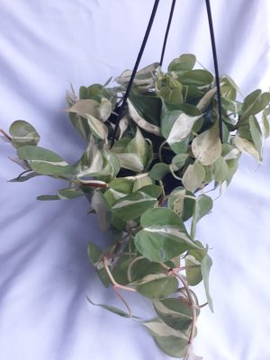Heart Leaf Philodendron Brasil 20cm Hanging Basket